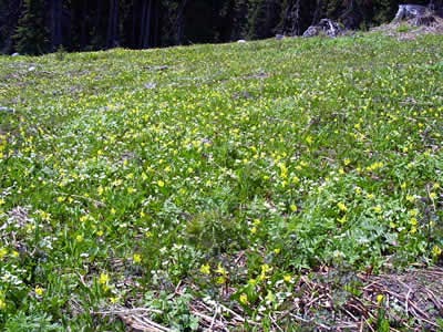 Hanging Valley to see the Alpine Flowers and view